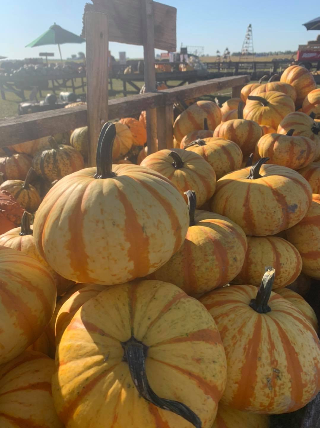 The Great Pumpkin Patch Pumpkin Patch Near Me