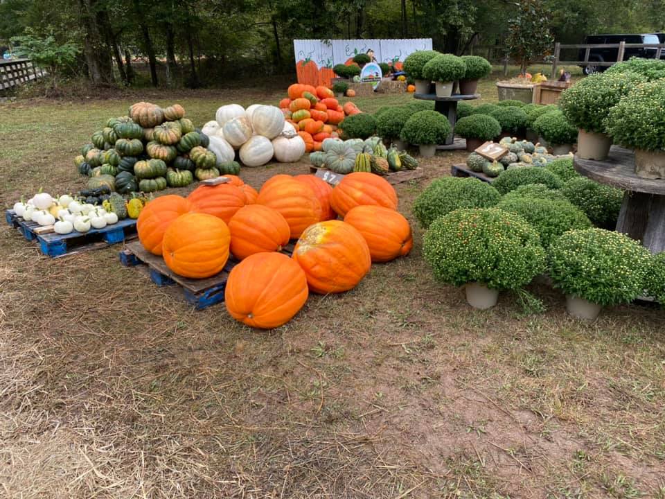 Roseberry Farms pumpkin patch Pumpkin Patch Near Me