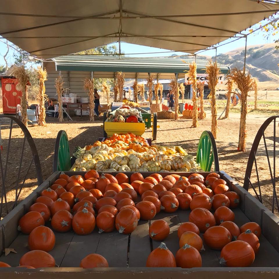 Joan's Farm & Pumpkin Patch Pumpkin Patch Near Me
