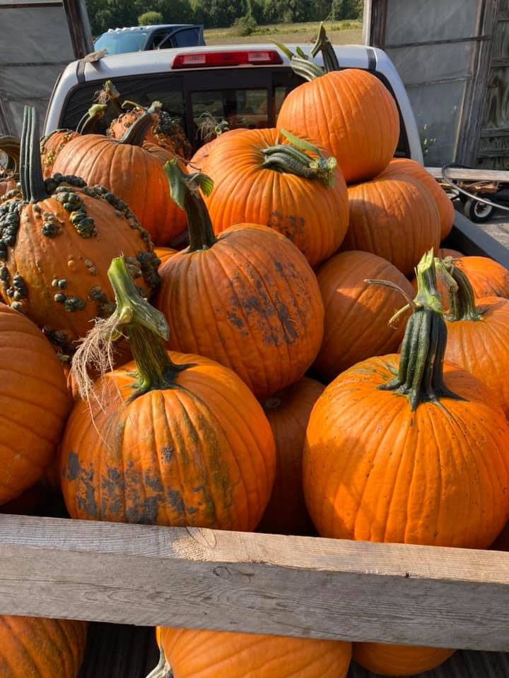 The Pickin' Patch Pumpkin Patch Near Me