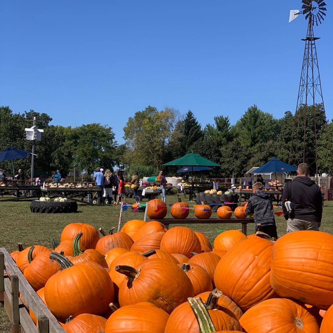 The Great Pumpkin Patch Pumpkin Patch Near Me