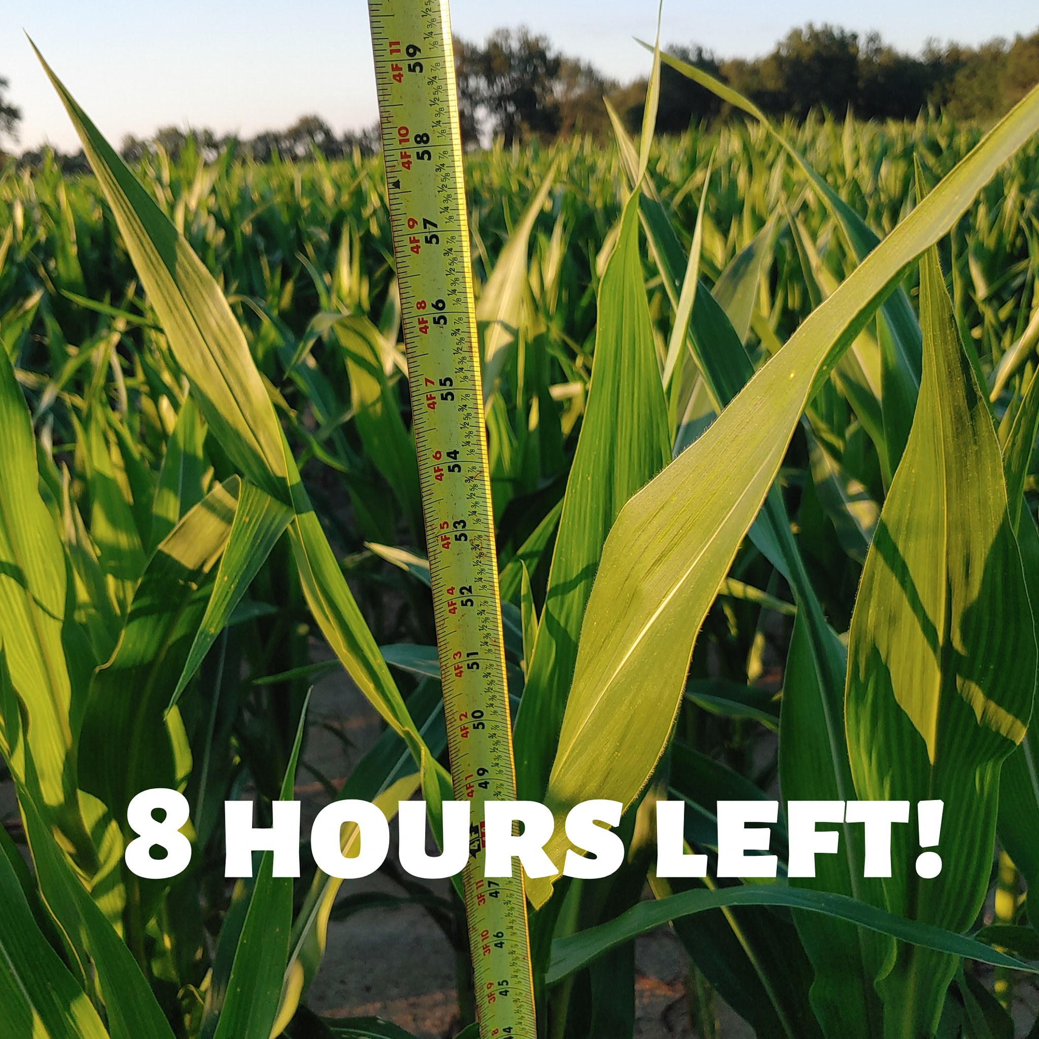 Corn Dodgers Farm at Paula Carney blog