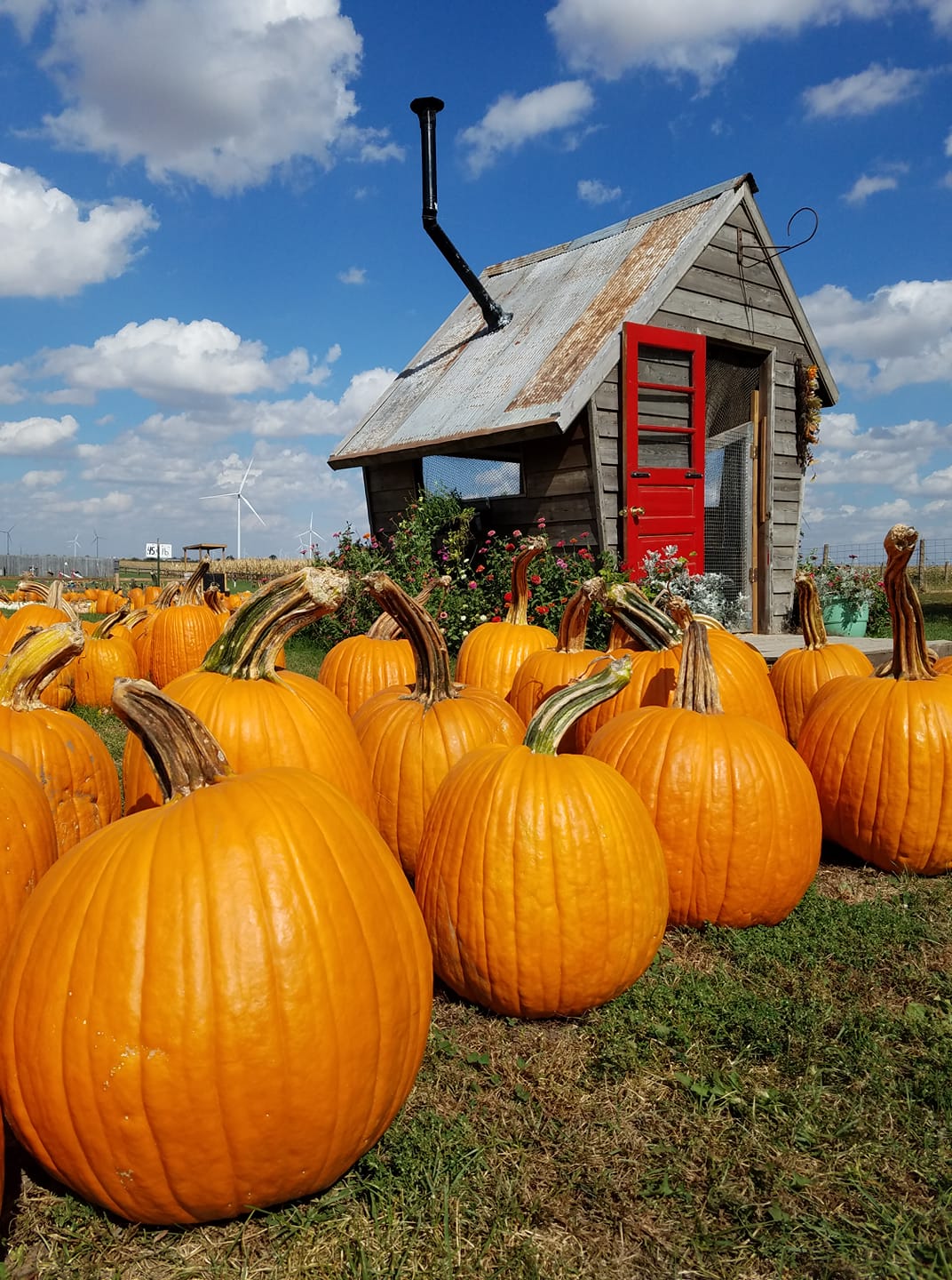 Black Bart's Pumpkin Patch Pumpkin Patch Near Me