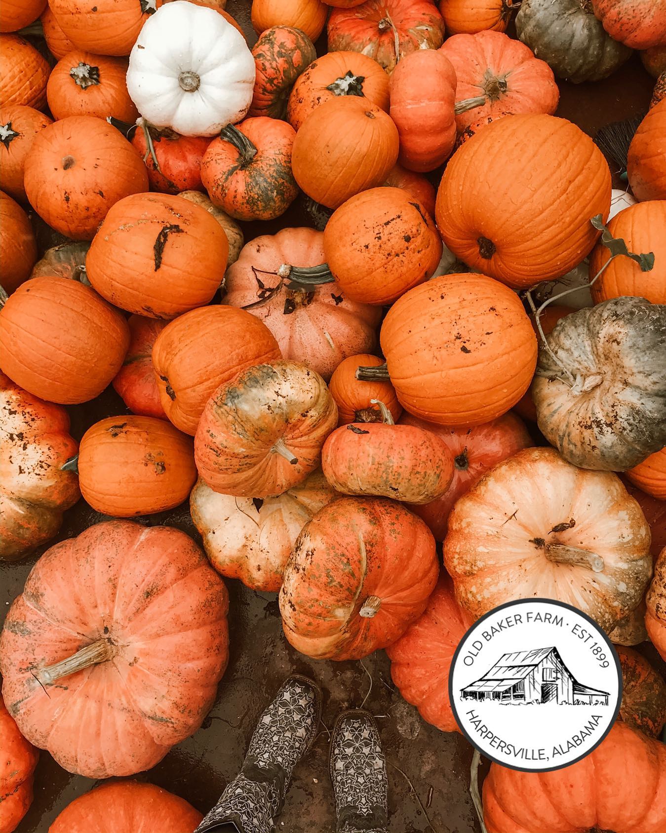 Old Baker Farm Pumpkin Patch Near Me
