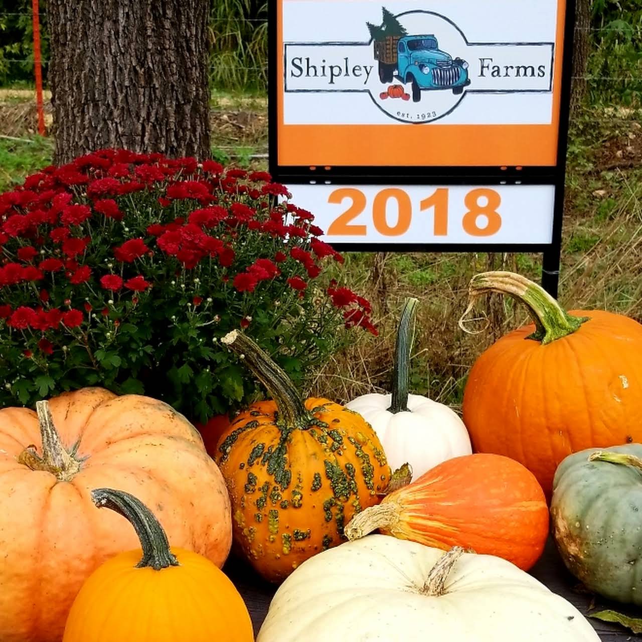 Shipley Farms Pumpkin Patch Near Me