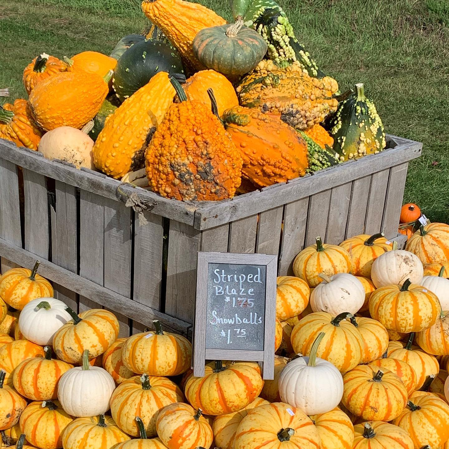 Angevine Farm Pumpkin Patch Near Me