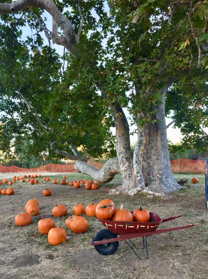 Joan's Farm & Pumpkin Patch Pumpkin Patch Near Me