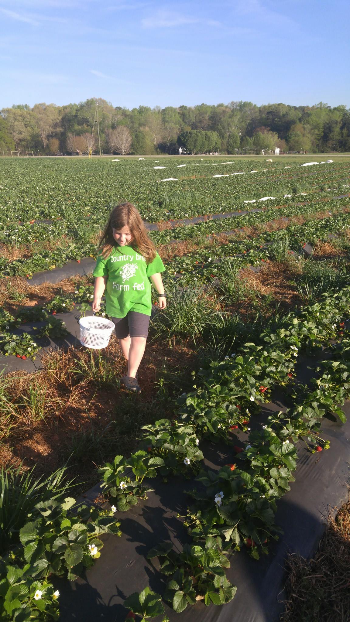 Corn Dodgers Farm at Paula Carney blog