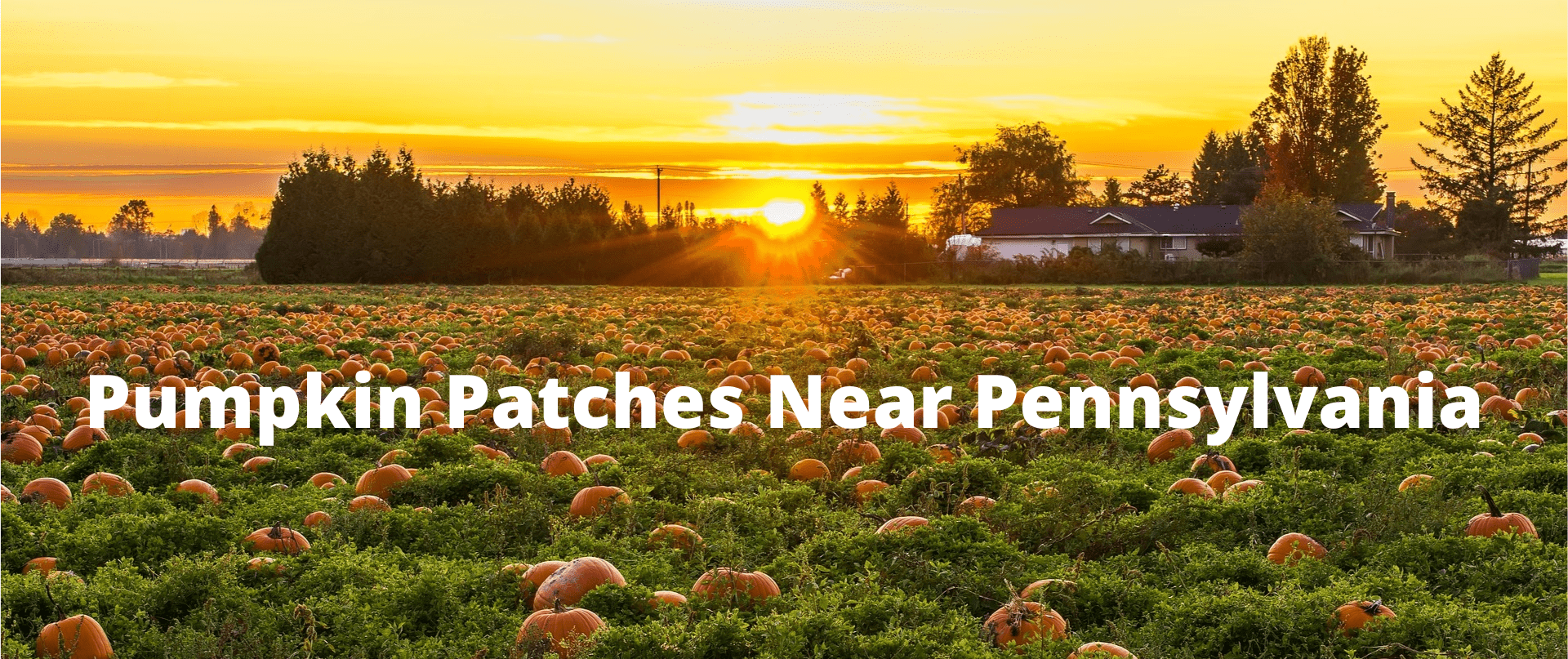 Hegins Pa Pumpkin Patch at Millie Coppola blog