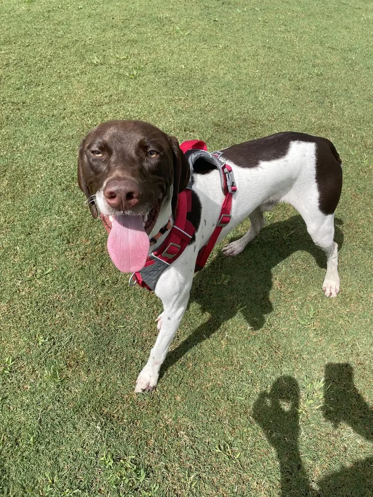 PUMPUNI PUPS Pet Care