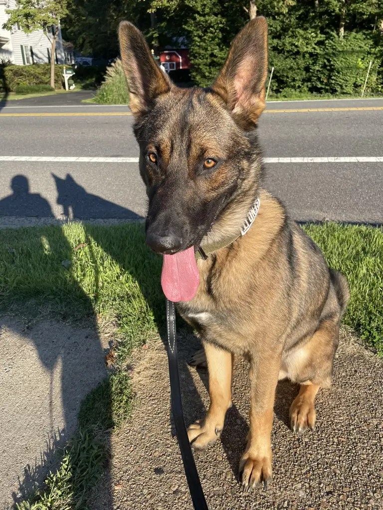 PUMPUNI PUPS Pet Care