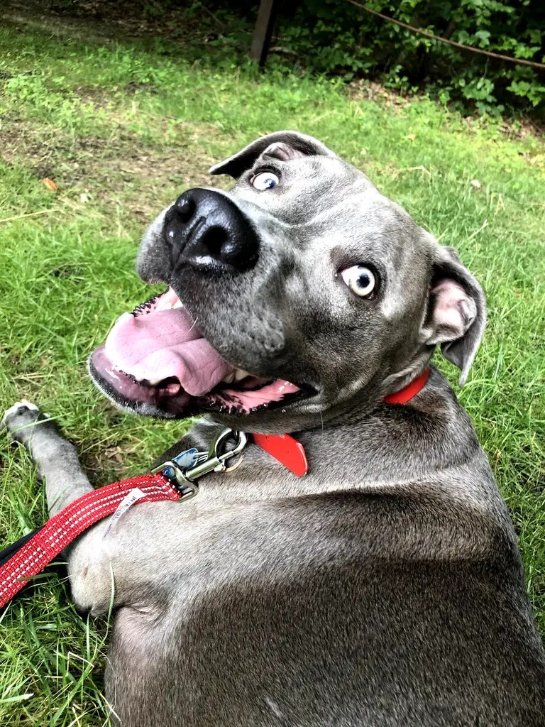 PUMPUNI PUPS Pet Care