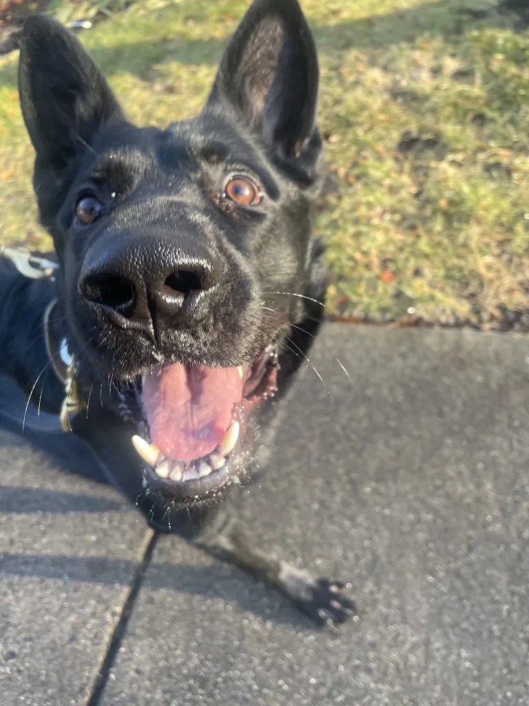 PUMPUNI PUPS Pet Care