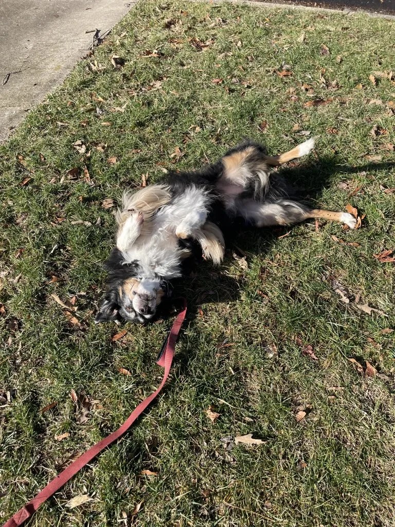 PUMPUNI PUPS Pet Care