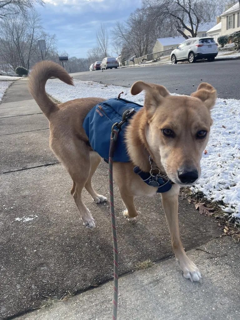 PUMPUNI PUPS Pet Care