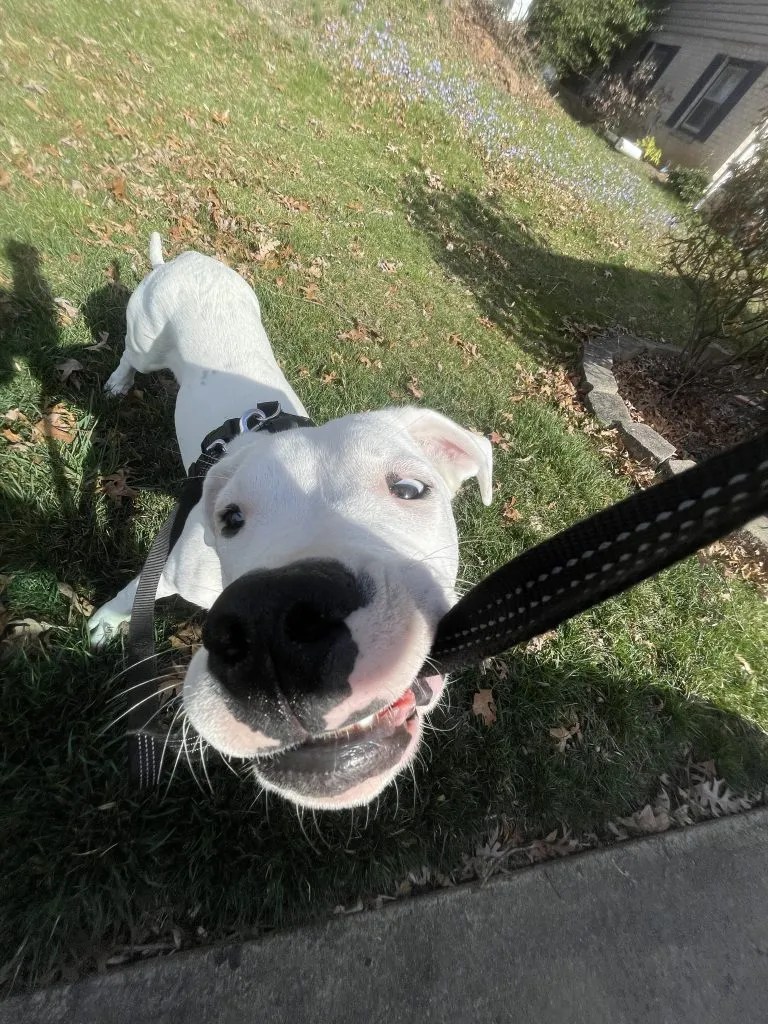 PUMPUNI PUPS Pet Care