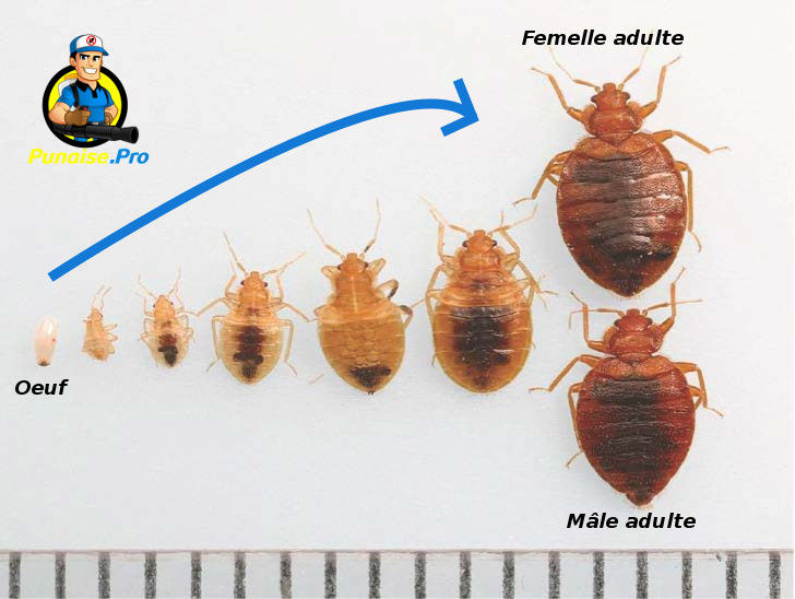 Bébé Punaise De Lit Punaise.Pro → Dites stop aux punaises de lit