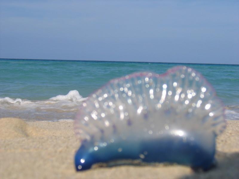 Pancho Interview August 08