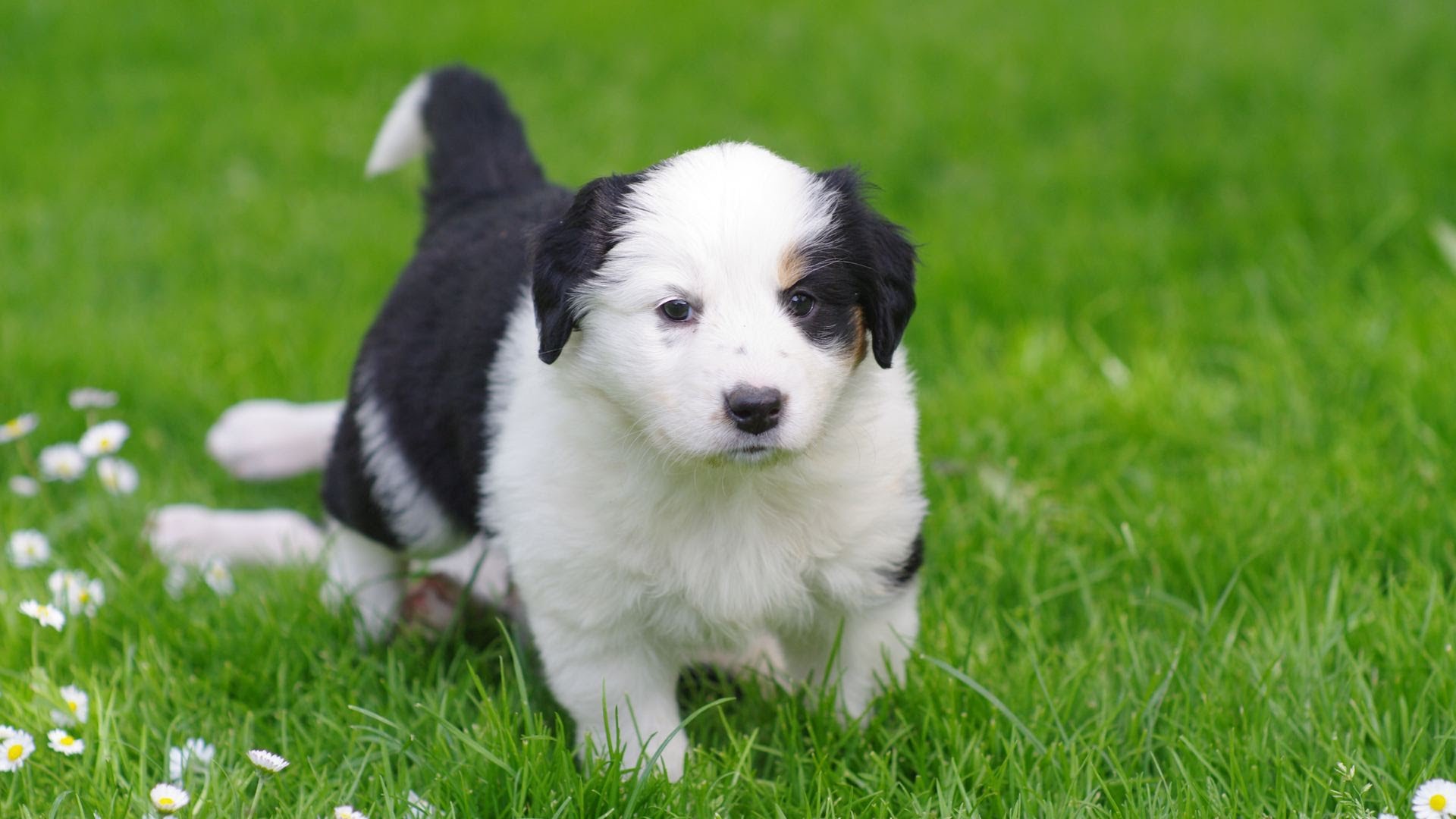Name That Sheep Herding Dog Breed! Pupcraze