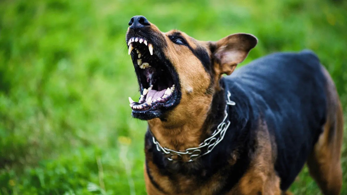 Farmers dog Pup Flavors Pet Point