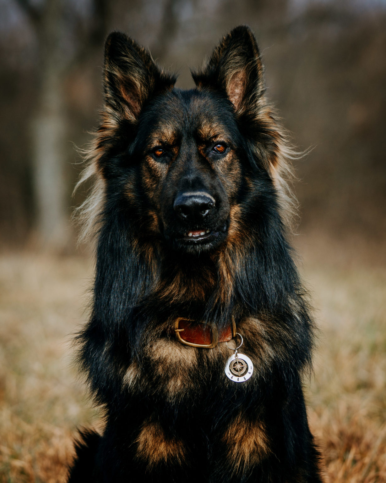 Jakoba German Shepherds Pupfluence
