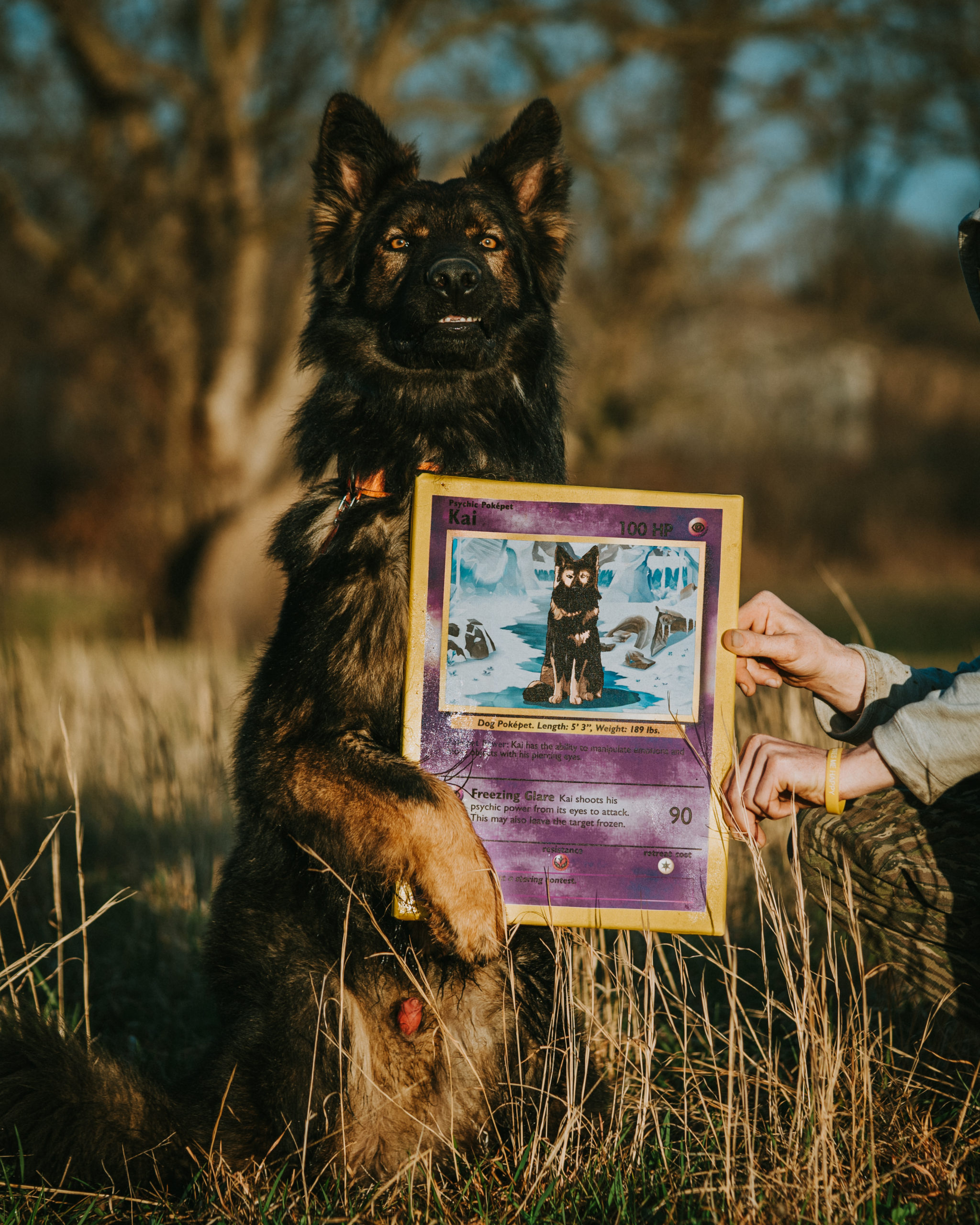 Jakoba German Shepherds Pupfluence