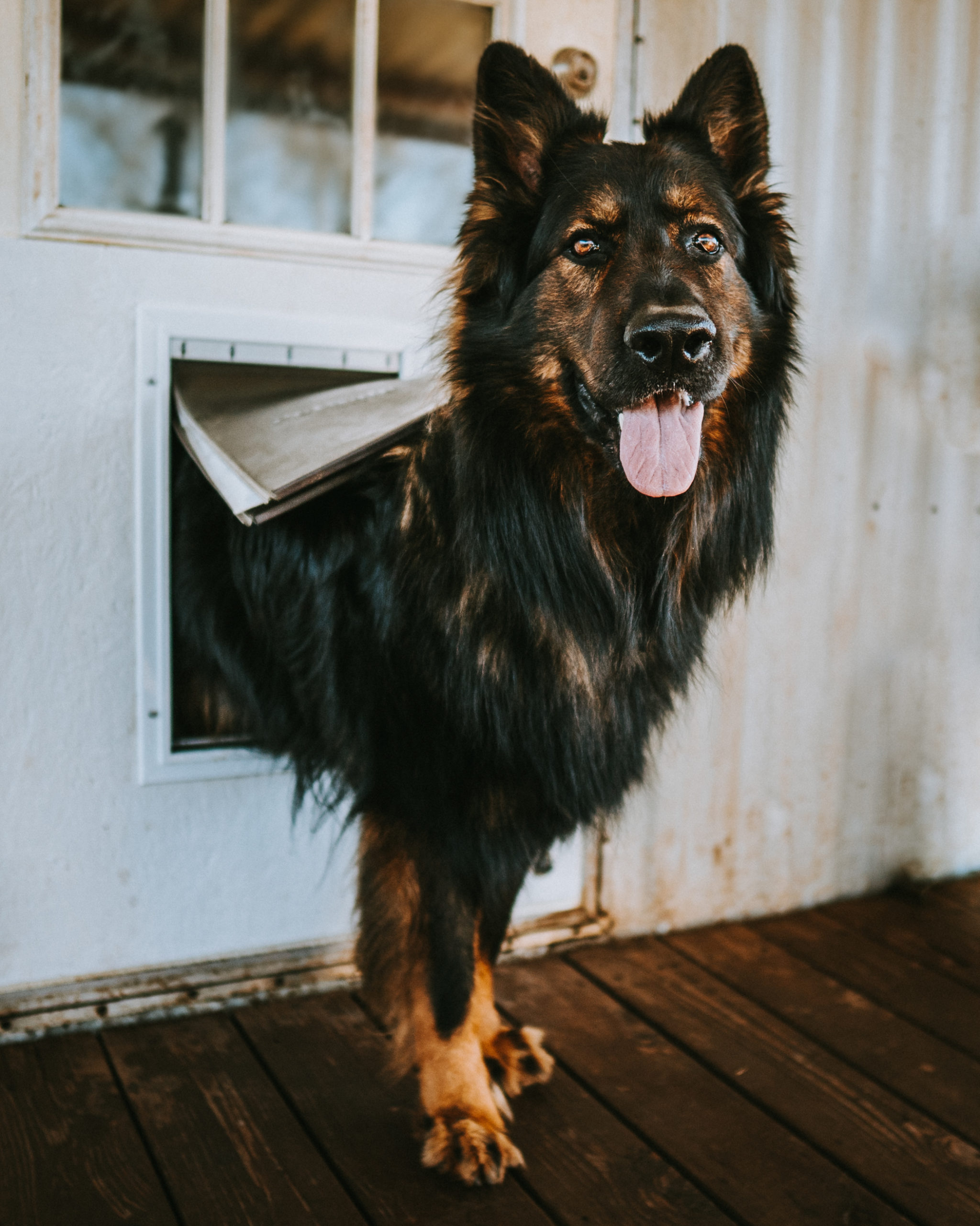 Jakoba German Shepherds Pupfluence