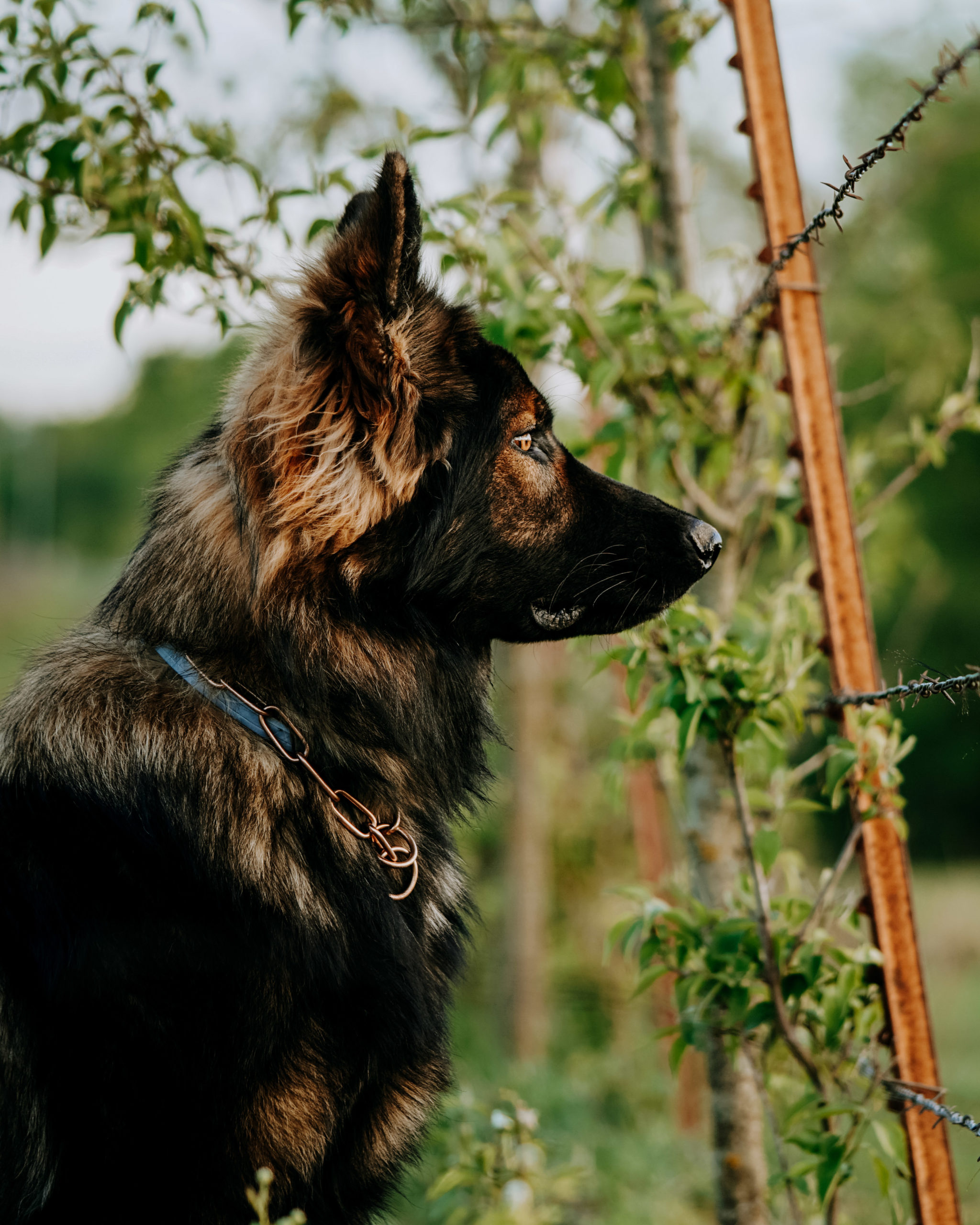 Jakoba German Shepherds Pupfluence