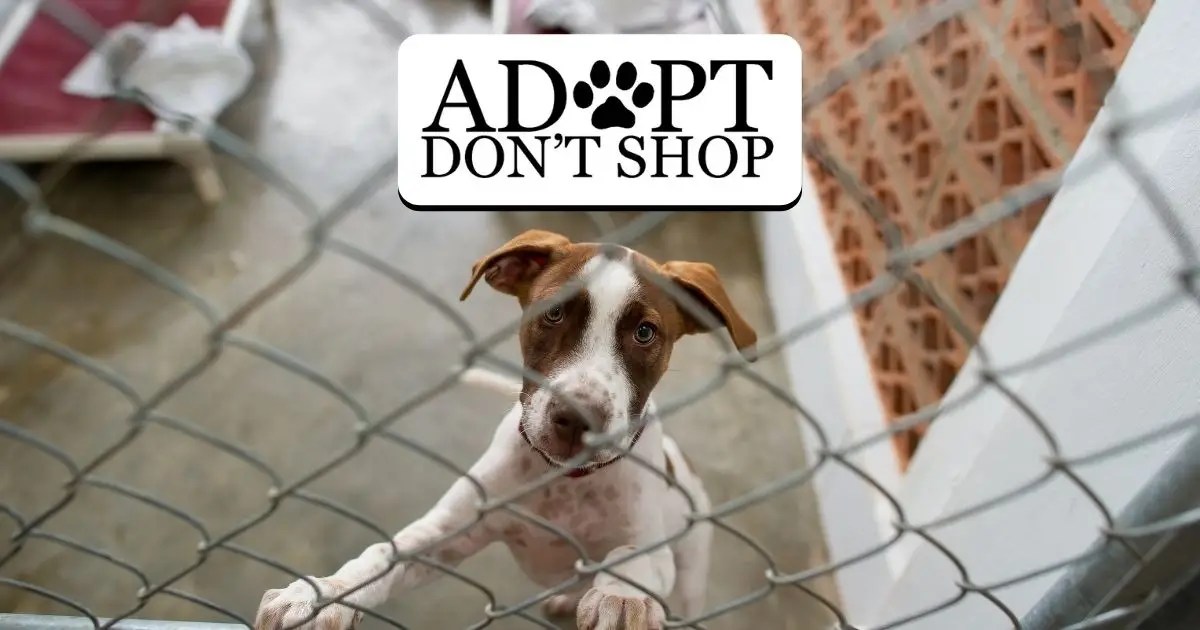 Adopt Don’t Shop Shocking Facts You Should Know Puplore