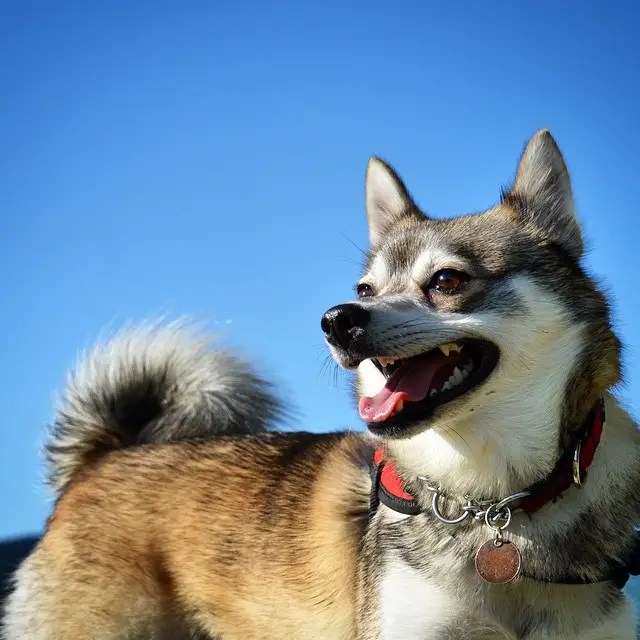 Alaskan Klee Kai Facts & Dog Breed Information Puplore