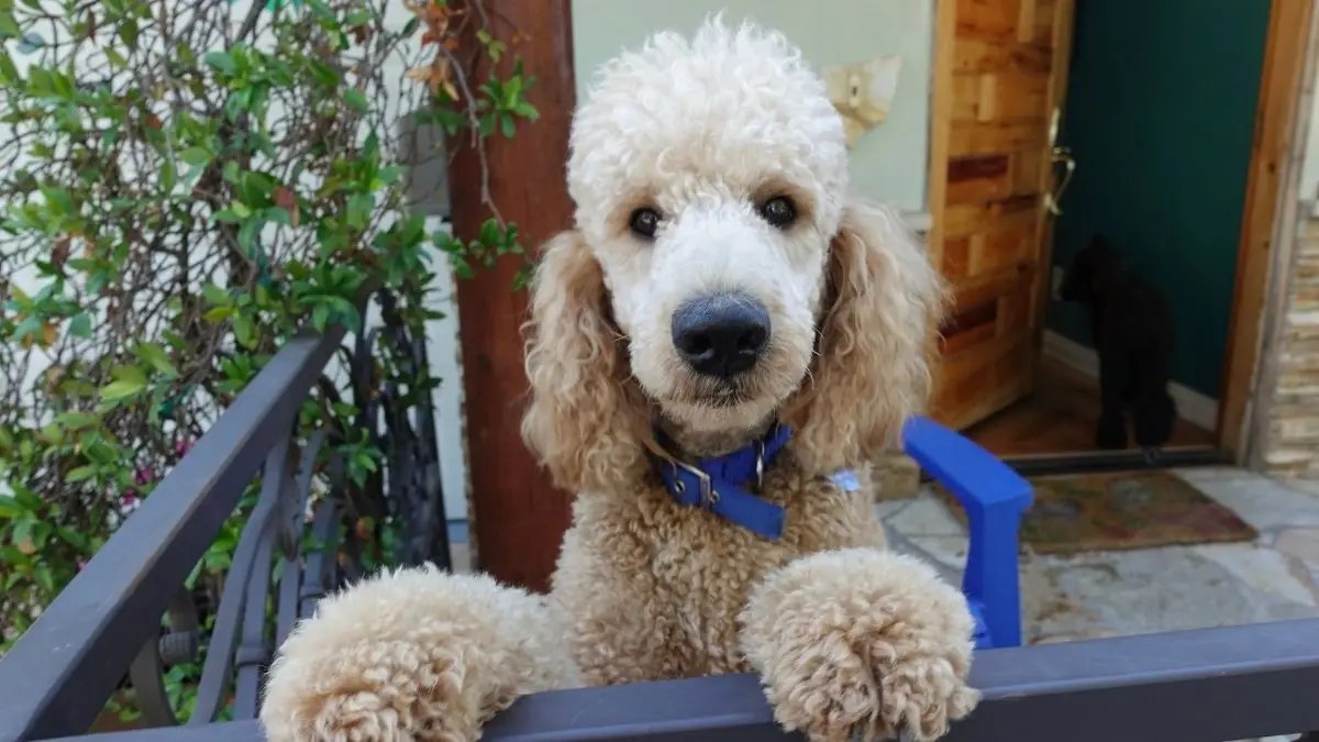 Are Poodles Smart? Poodle's Intelligence & IQ Explained Puplore