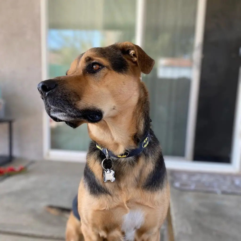 German Shepherd Beagle Lab Mix