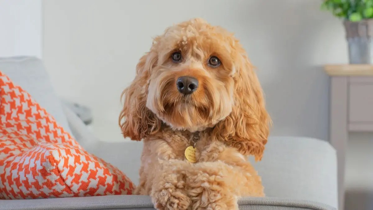 3 Best Cavapoo Breeders In New Jersey (NJ) Puplore