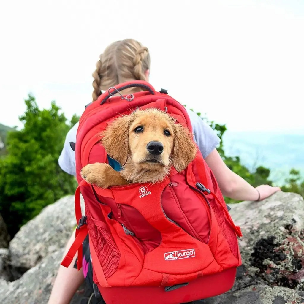 5 Best Dog Carrier Backpacks for Hiking, Travel or Walking Puplore