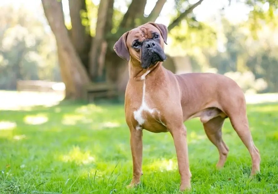 Are Boxers Good Family Dogs? You'll Be Surprised! Puplore