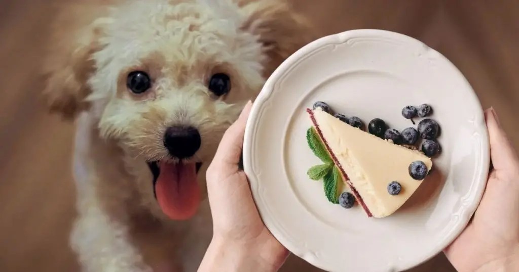 Can Dogs Eat Cheesecake? The Untold Facts Puplore