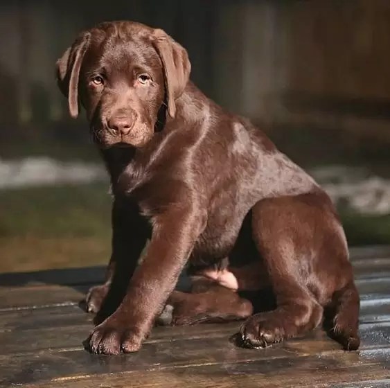 Chocolate Labrador Puppy Care Puplore