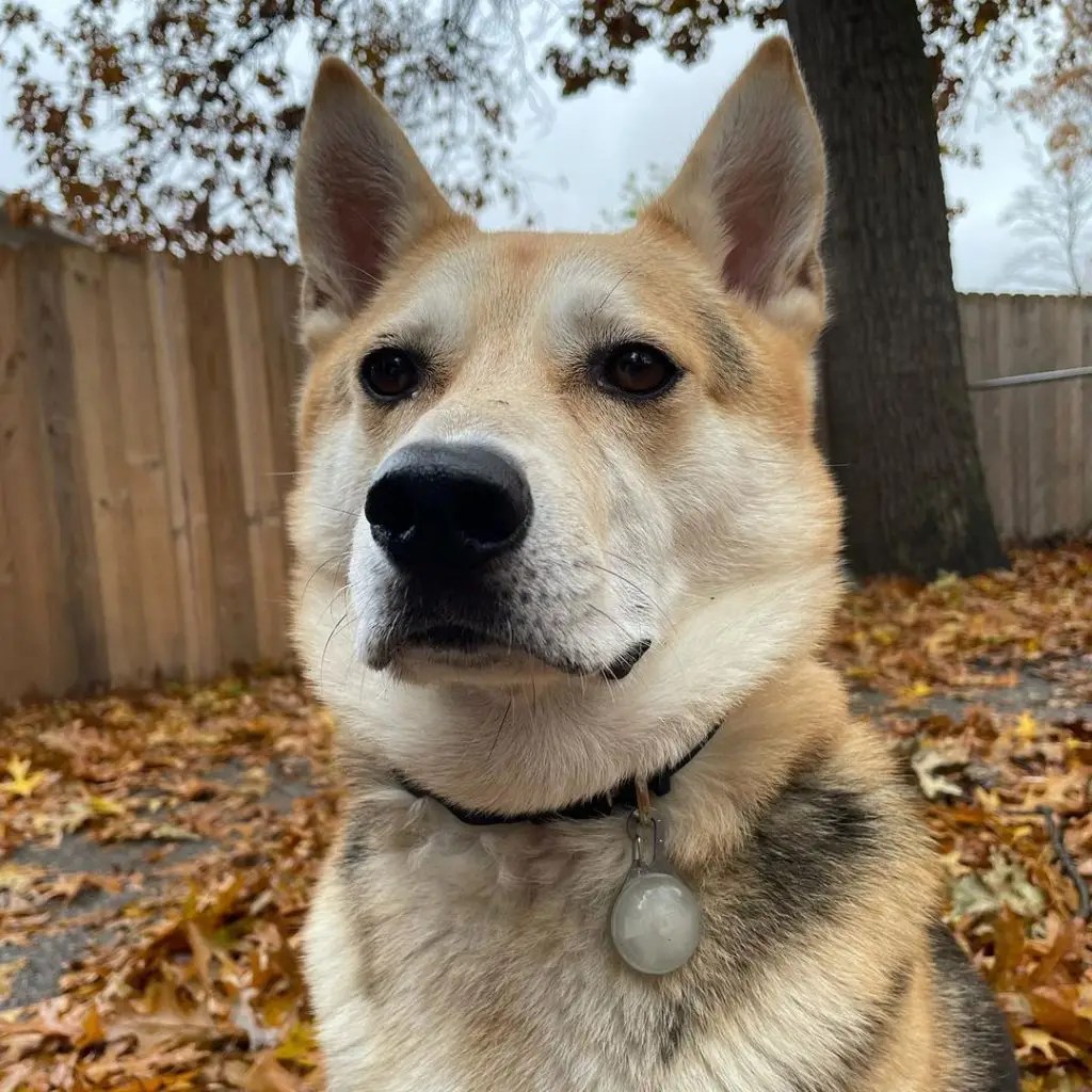 Black Shiba Inu German Shepherd Mix