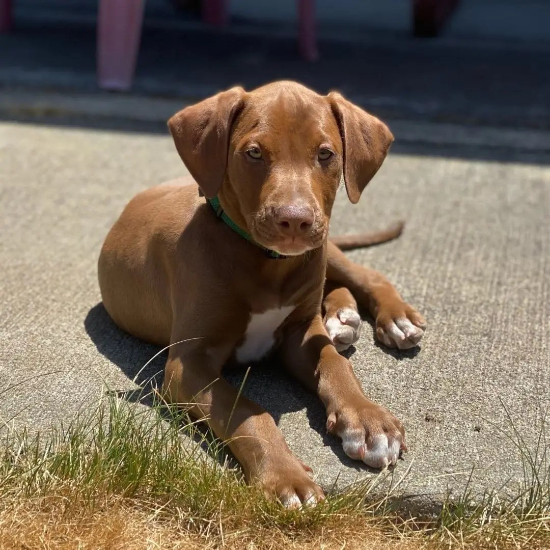 Doberman Pitbull Mix Facts, Puppy Price & Guide Puplore