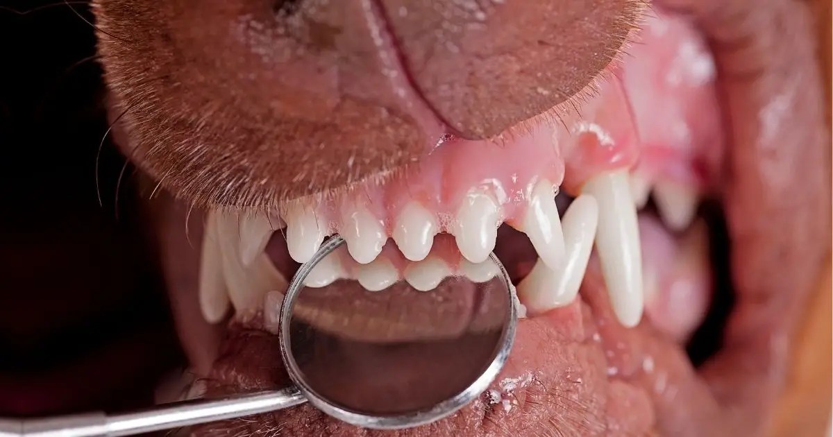 Dog Dental Insurance An Ultimate Guide Puplore