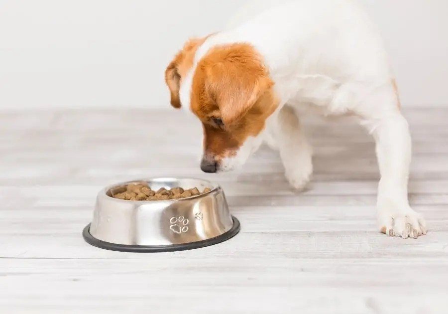 How Long Can A Dog Go Without Food? Facts & Advice Puplore