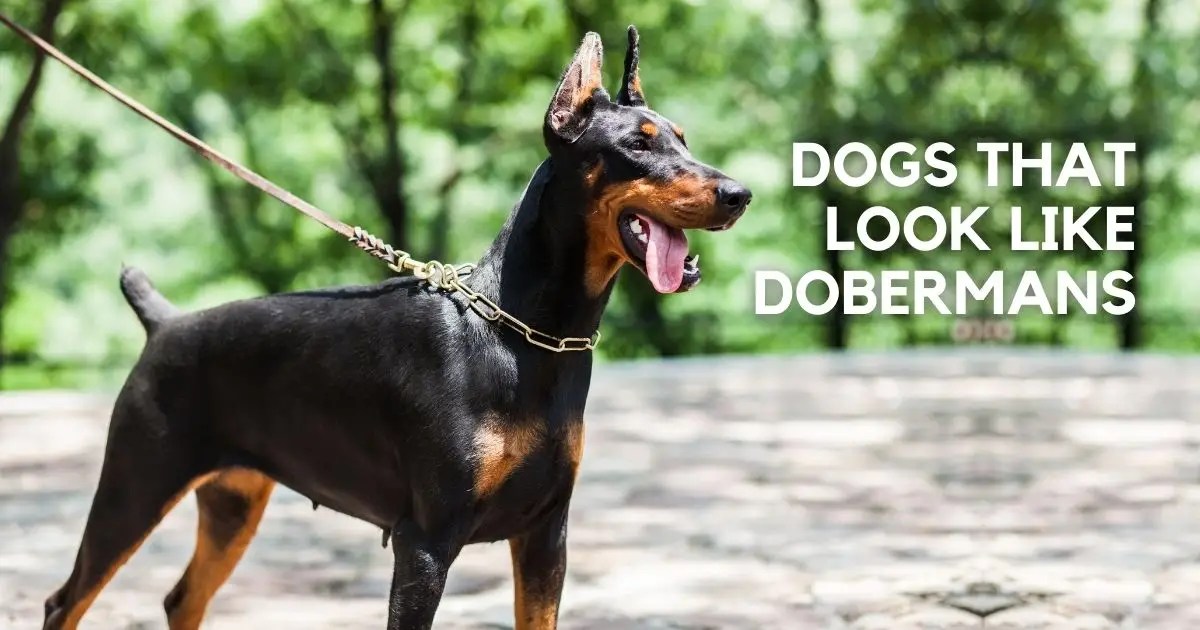 9 Dogs That Look Like Dobermans (w/ Pictures) Puplore
