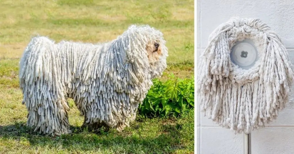 15 Dogs That Look Like Mops & Dogs With Dreadlocks Puplore