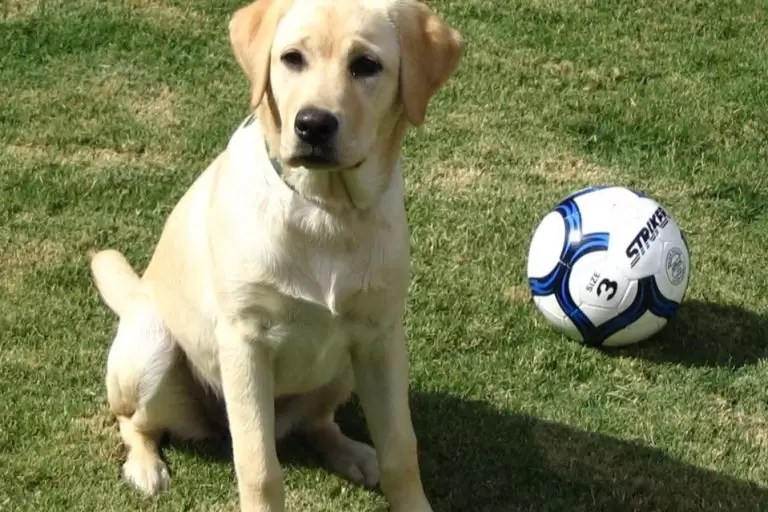 Labrador Temperament 5 Essential Things to Know About Them