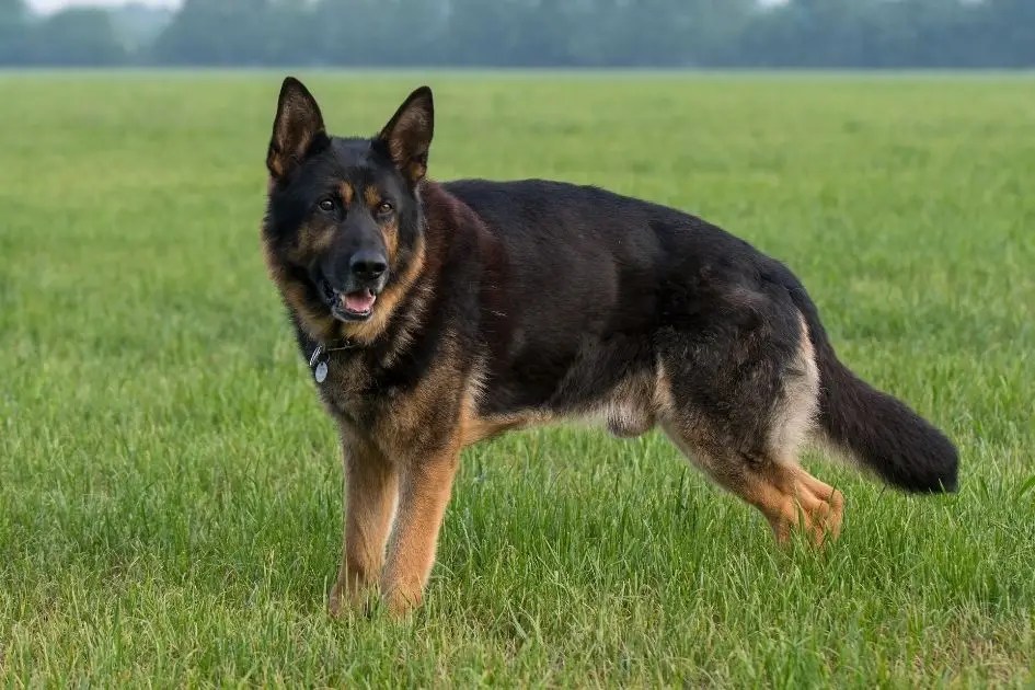 20 Most Dangerous Dog Breeds You Mustn't Mess With Puplore