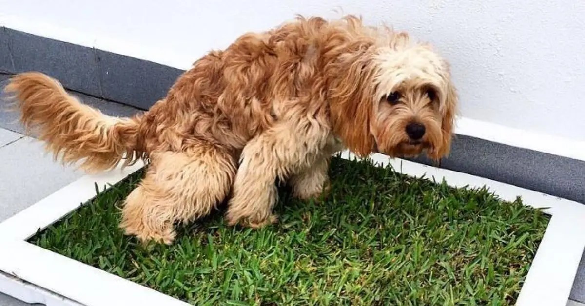 How to Clean Your Dog's Litter Box Like a Pro