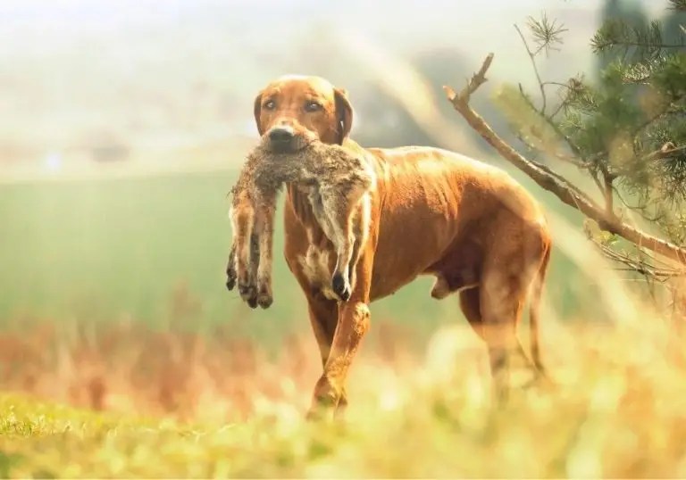 Rhodesian Ridgeback Vs Lion Can A Ridgeback Kill A Lion? Puplore
