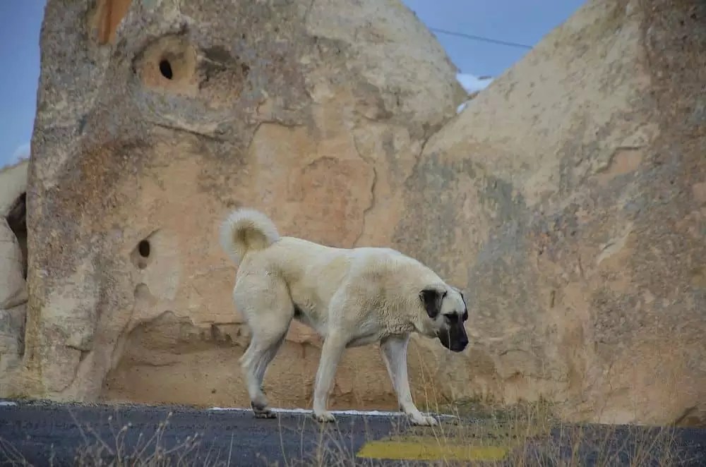 Tibetan Mastiff vs Kangal A Comparison Puplore