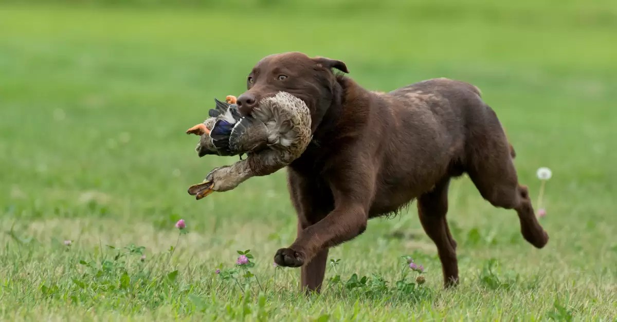 7 Effective Tips on How to Train Your GunShy Labrador Puplore