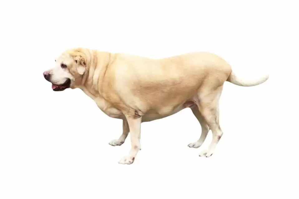 4 Common Labrador Health Problems and How You Can Prevent Them